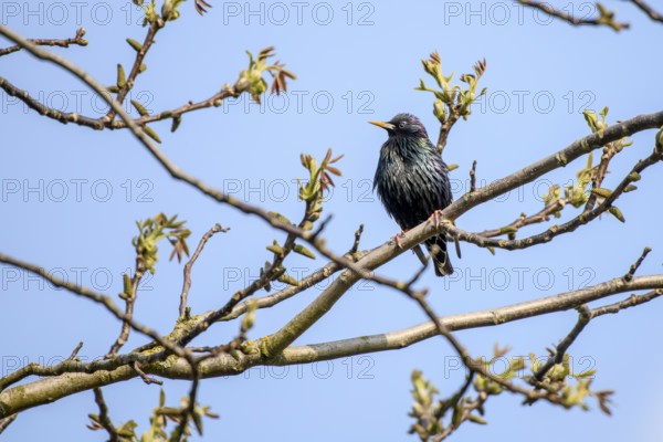 A starling (Sturnus vulgaris) sitting on a leafy branch against a clear blue sky, Lower Saxony, Germany