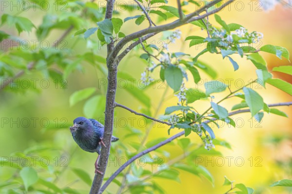 A colourful starling (Sturnus vulgaris) sitting on a green branch in front of a blurred background, Lower Saxony, Germany