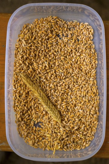 Plastic container with tritical grains and an ear of corn, event for schoolchildren of the Transparency campaign, Osnabrücker Land, Lower Saxony, Germany