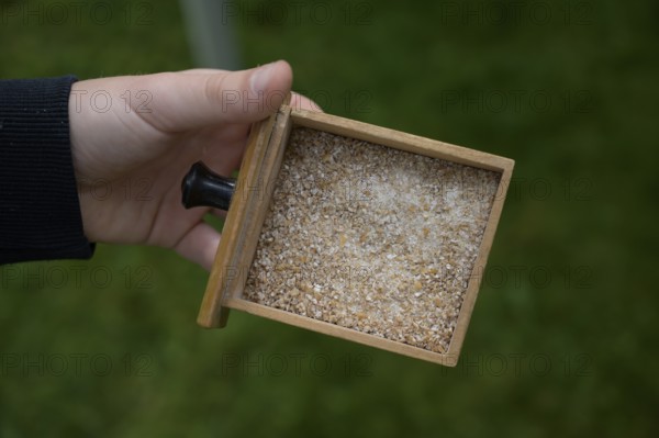Hand holding a small wooden box from a grain mill with ground ground grain, event for schoolchildren of the Transparency campaign, Osnabrücker Land, Lower Saxony, Germany