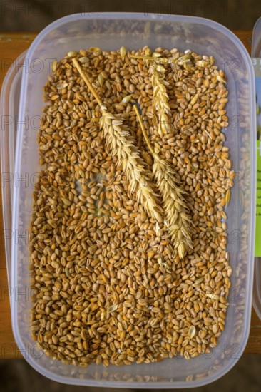 Plastic container with wheat grains (Triticum spec.) and two ears of wheat, event for schoolchildren organised by Aktion Transparenz schaffen, Osnabrücker Land, Lower Saxony, Germany