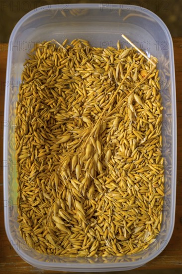 Close-up of a plastic container full of golden oat grains (Avena spec.), event for schoolchildren organised by Aktion Transparenz schaffen, Osnabrücker Land, Lower Saxony, Germany