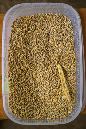 Plastic container with rye grains (Secale cereale) and an ear of corn, event for schoolchildren organised by Aktion Transparenz schaffen, Osnabrücker Land, Lower Saxony, Germany
