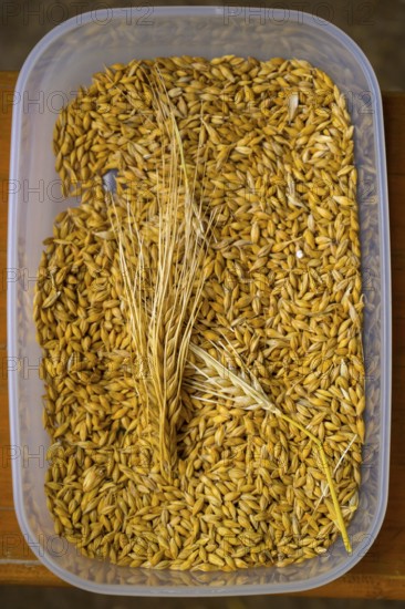 Plastic container filled with yellow barley (Hordeum vulgare), close-up, event for schoolchildren organised by Aktion Transparenz schaffen, Osnabrücker Land, Lower Saxony, Germany