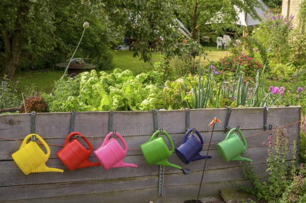 Colourful watering cans hang on wooden wall in a blooming garden with lush vegetation in a raised bed with salads and other vegetables, Osnabrücker Land, Lower Saxony, Germany
