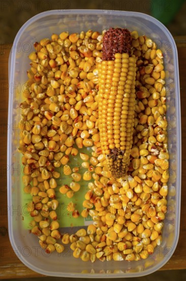 Container with maize cobs (Zae mays) and scattered maize kernels, event for schoolchildren organised by Aktion Transparenz schaffen, Osnabrücker Land, Lower Saxony, Germany