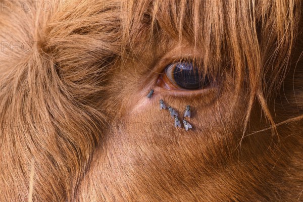 Close-up of a cow's eye with flies on the coat, warm colour scheme and details visible, cattle (Bos taurus) in a field, observed with bugs around the eye, natural grassland, Osnabrücker Land, Lower Saxony, Germany
