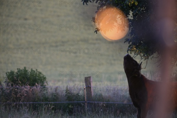 Silhouette of a bovine (Bos taurus) in front of a large, luminous moon in a nocturnal scene, natural grassland, Osnabrücker Land, Lower Saxony, Germany