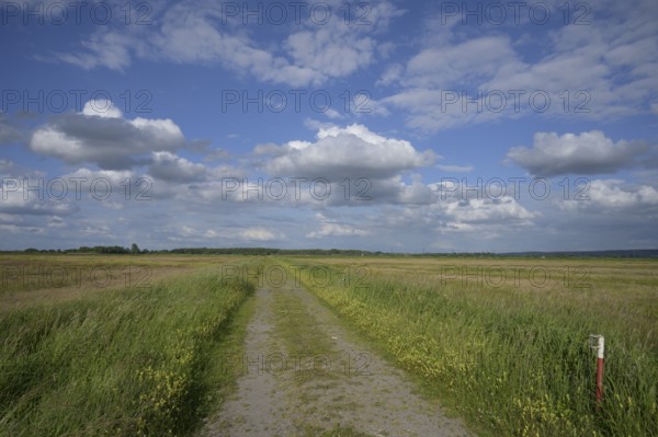 Landscape with a dirt road in the middle of meadows under blue sky with clouds, wet meadows in the Dümmer lowlands, Lower Saxony, Germany