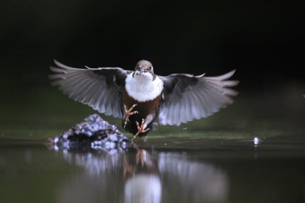 White-throated White-throated Dipper (Cinclus cinclus) in the air over water with prey in its beak, reflection visible, Lower Saxony, Germany
