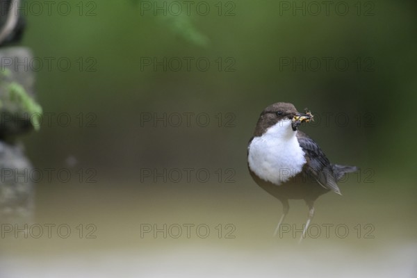 White-throated White-throated Dipper (Cinclus cinclus) with prey in its beak, quiet scene in natural surroundings, Osnabrücker Land, Lower Saxony, Germany