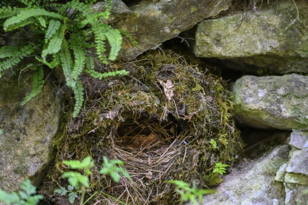Abandoned dipper nest (Cinclus cinclus) made of moss and twigs, between stones and plants, Osnabrücker Land, Lower Saxony, Germany