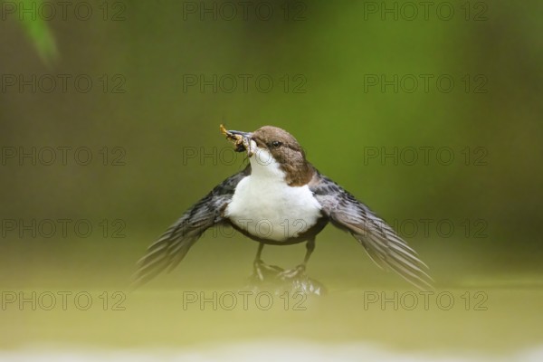 White-throated White-throated Dipper (Cinclus cinclus) at the water with prey in its beak, natural environment, Osnabrücker Land, Lower Saxony, Germany