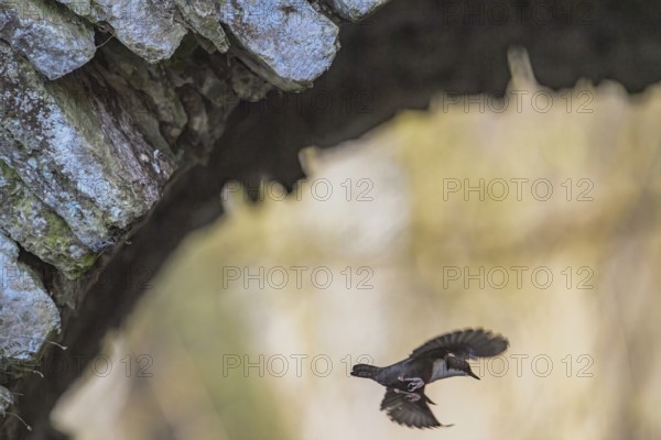 A dipper (Cinclus cinclus) flies under a rock in a natural environment with motion blur, Osnabrücker Land, Lower Saxony, Germany