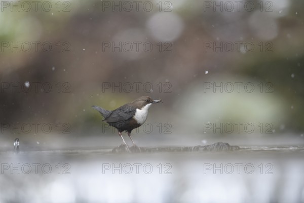 A small dipper (Cinclus cinclus) on a branch in the water, surrounded by falling snow and blurred background, Osnabrücker Land, Lower Saxony, Germany