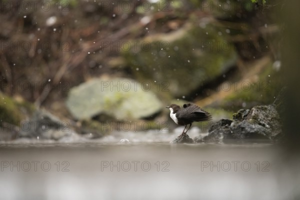 A dipper (Cinclus cinclus) sitting on a rock in a stream, surrounded by snow-covered natural surroundings, Osnabrücker Land, Lower Saxony, Germany