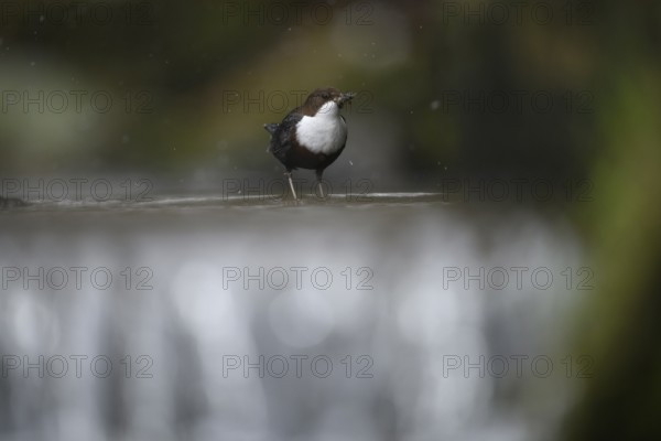A dipper (Cinclus cinclus) stands in focus on a branch in the water while it is snowing in a natural environment, Osnabrücker Land, Lower Saxony, Germany