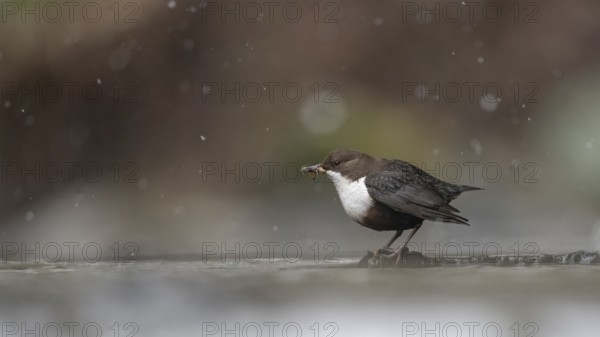 A dipper (Cinclus cinclus) in focus standing on a branch in the water while it is snowing in a wintry environment, Osnabrücker Land, Lower Saxony, Germany