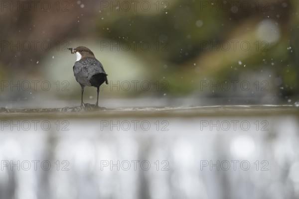 A dipper (Cinclus cinclus) stands in profile on a branch in the water while it is snowing in a natural environment, Osnabrücker Land, Lower Saxony, Germany