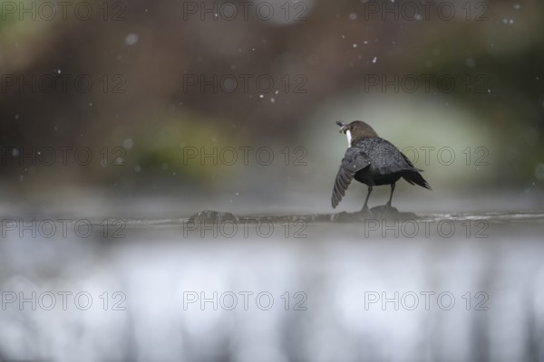 A dipper (Cinclus cinclus) in dorsal view on a branch in the water while it is snowing in a natural environment, Osnabrücker Land, Lower Saxony, Germany