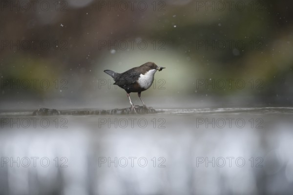 A lone dipper (Cinclus cinclus) stands on a branch in the water in a wintry environment while it is snowing, Osnabrücker Land, Lower Saxony, Germany