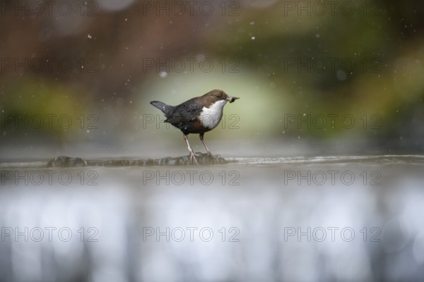 A dipper (Cinclus cinclus) stands on a branch in the water while snow is falling in a natural winter landscape, Osnabrücker Land, Lower Saxony, Germany