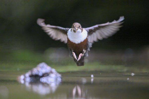 Flying dipper (Cinclus cinclus) over water with prey in its beak, Osnabrücker Land, Lower Saxony, Germany