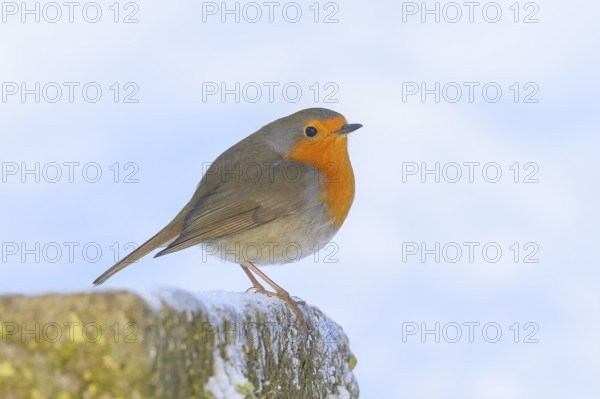 Robin (Erithacus rubecula), sitting on a stone, foraging, winter feeding, wildlife, winter, animals, birds, songbird, light background, snow, Siegerland, North Rhine-Westphalia, Germany