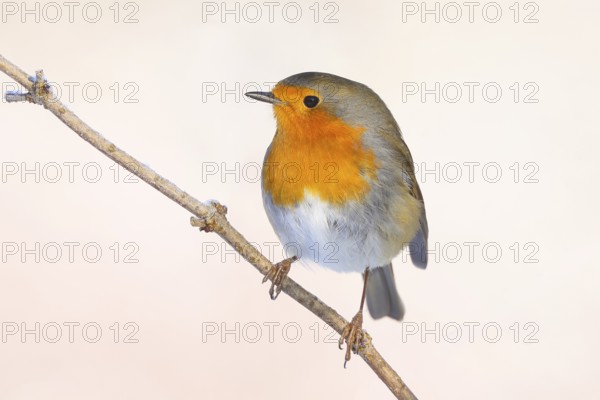 Robin (Erithacus rubecula), sitting on a thin branch, foraging, winter feeding, wildlife, winter, animals, birds, songbird, light background, snow, Siegerland, North Rhine-Westphalia, Germany