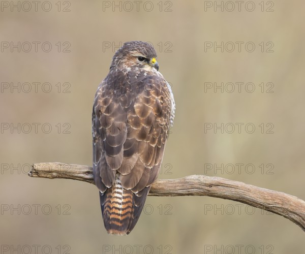 Buzzard (Buteo buteo) sitting attentively on a branch, wildlife, animals, birds, bird of prey, nature photography, Siegerland, North Rhine-Westphalia, Germany