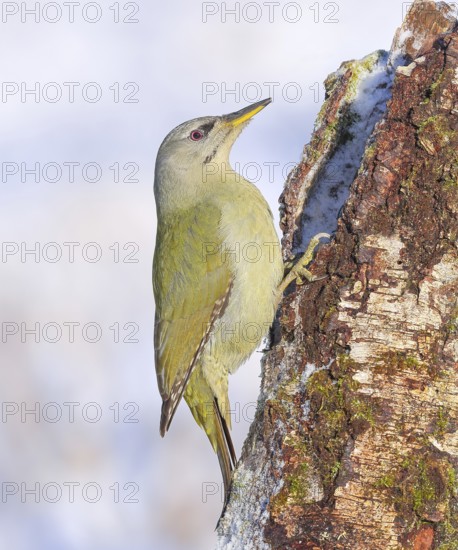 Grey-headed woodpecker (Picus canus), or lesser spotted woodpecker, female on a birch tree, wildlife, woodpeckers, bird, nature photography, winter, light background, snow, Neunkirchen, Siegerland, North Rhine-Westphalia, Germany