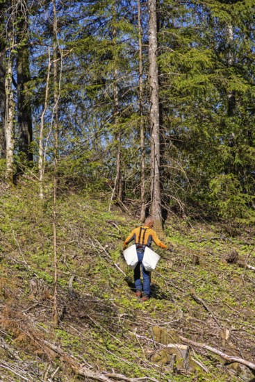 Forest worker planting spruce trees plants on a clearcutting in the forest on a sunny spring day