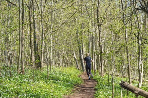 Woman running on a nature trail in a lush forest with budding leaves on the trees and flowering wildflowers on the ground a sunny spring day, Sweden