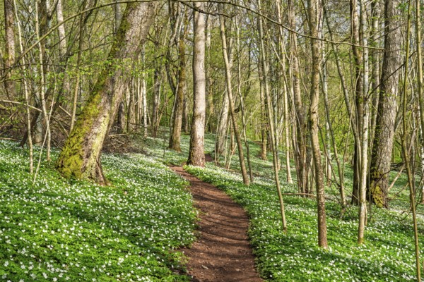 Nature trail in a lush forest with budding leaves on the trees and flowering Wood anemone (Anemone nemorosa) flowers on the ground a sunny spring day, Sweden