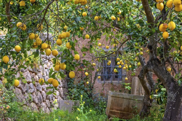 Ripe yellow lemons hanging from tree branches in a garden by an old house, Soller, Mallorca, Spain