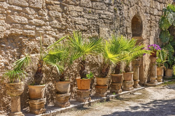 Green plants in terracotta pots in the sunshine by a wall in Arab baths garden from old Moorish past in Palma de Mallorca, Palma de Mallorca, Mallorca, Spain