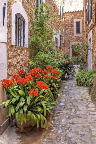 Garden flowers in pots in a idyllic narrow alley by residential stone houses in a village, Fornalutx, Mallorca, Spain