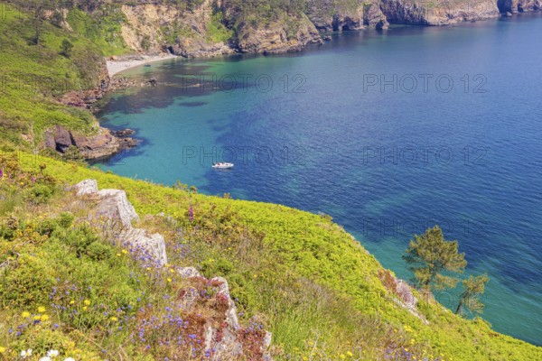 Flowering meadow on a steep rocky coast with turquoise water in the bay on a sunny summer day, Crozon peninsula, Bretagne, France