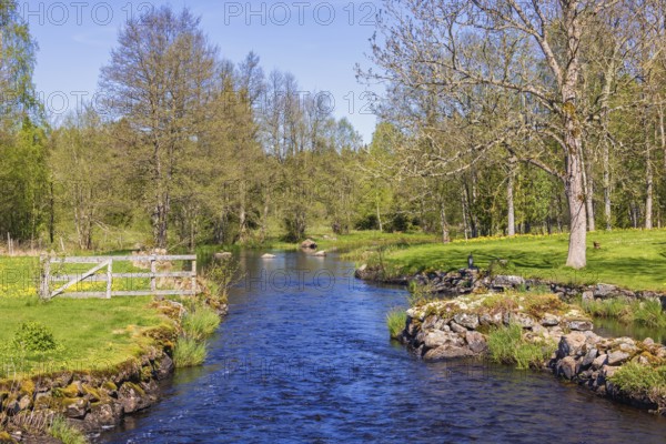 River with lush green budding trees in a meadow landscape on a beautiful sunny spring day in a rural area, Sweden