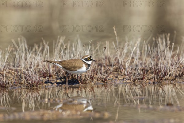 Little ringed plover (Thinornis dubius) walking at the waters edge with reflections in the water