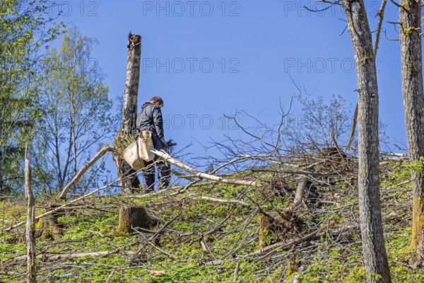 Forest worker planting spruce trees plants on a clearcutting in the forest on a sunny spring day