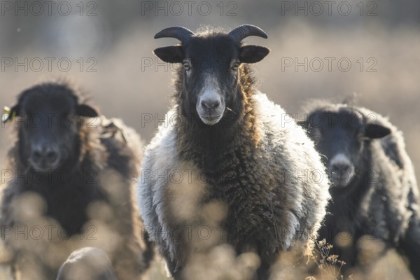 Three sheep (Ovis gmelini aries) e on a natural pasture looking towards the camera, blurred background, district of Diepholz, Lower Saxony, Germany