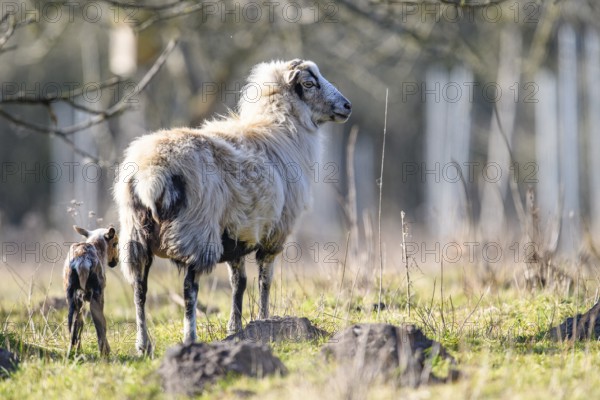 A sheep (Ovis gmelini aries) with a lamb on a green pasture, peaceful spring atmosphere, photo taken from behind, district of Diepholz, Lower Saxony, Germany