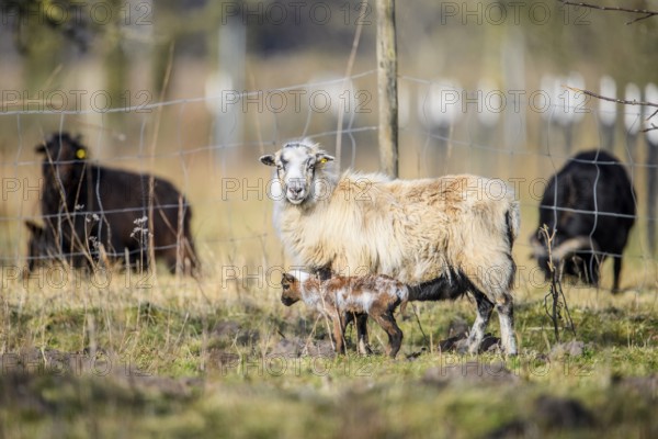 A sheep (Ovis gmelini aries) with a lamb on a green pasture behind a fence, surrounded by spring atmosphere, district of Diepholz, Lower Saxony, Germany