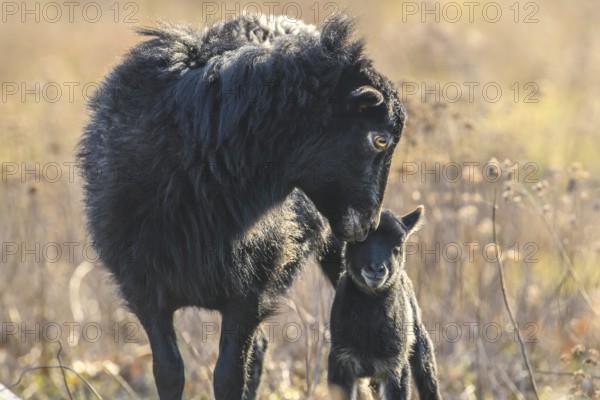 A black sheep (Ovis gmelini aries) with a curious lamb, intimate and tender scene on a natural pasture, district of Diepholz, Lower Saxony, Germany