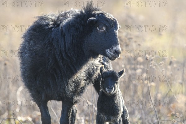 A black sheep (Ovis gmelini aries) lovingly cares for a lamb on a pasture, tender family atmosphere, district of Diepholz, Lower Saxony, Germany