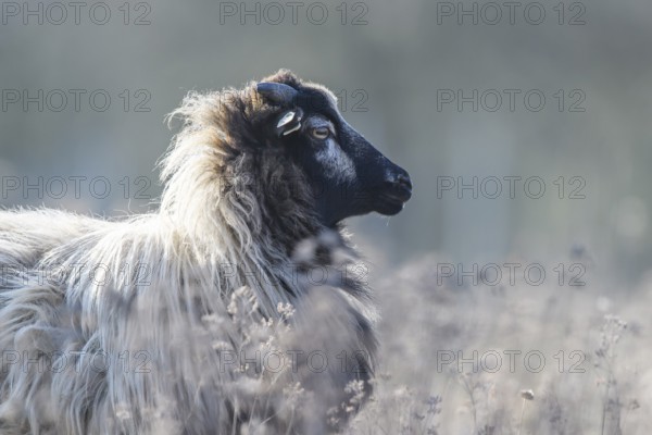 A sheep (Ovis gmelini aries) in profile view, surrounded by a natural pasture, quiet and peaceful atmosphere, district of Diepholz, Lower Saxony, Germany