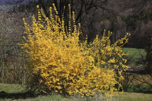 Forsythia, Forsythia × intermedia zabel, also garden forsythia, golden lilac or golden bell, ornamental shrub, in flower, A large forsythia bush full of flowers on a slope in the light of a sunny spring day