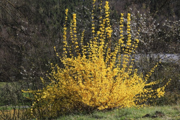 Forsythia, Forsythia × intermedia zabel, also garden forsythia, golden lilac or golden bell, ornamental shrub, in flower, A large blooming forsythia bush rises at the edge of the forest and marks spring