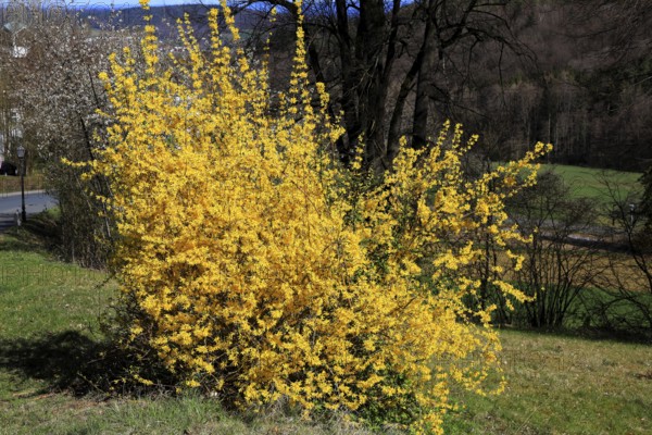 Forsythia, forsythia × intermedia zabel, also garden forsythia, golden lilac or golden bell, ornamental shrub, in flower, A forsythia bush in full bloom stands in sunshine in a meadow